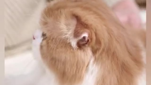 Funny cats, 🐈Funny Dogs Comedy, ♥️💜💙#catsdogstraining, #shorts, #short , #shortvideo , #shortsvideo