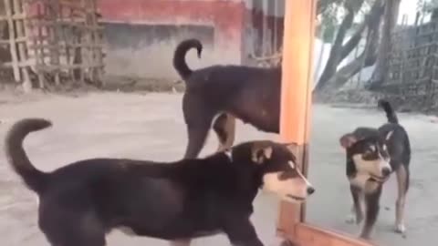 DOG FUNNY VIDEOS mirror