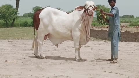 Giant bull