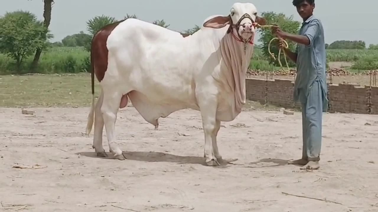 Giant bull