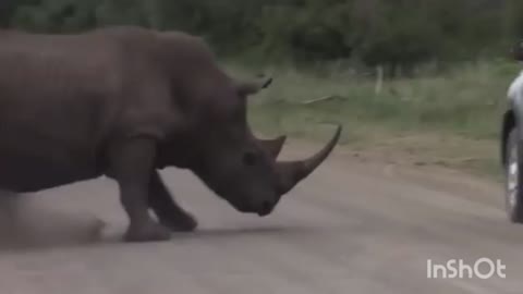 Rihonorous shows loyalty and gave treat to kid