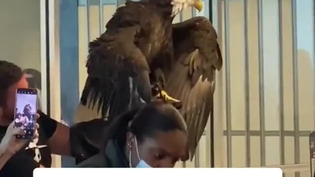 Bald eagle goes through airport security