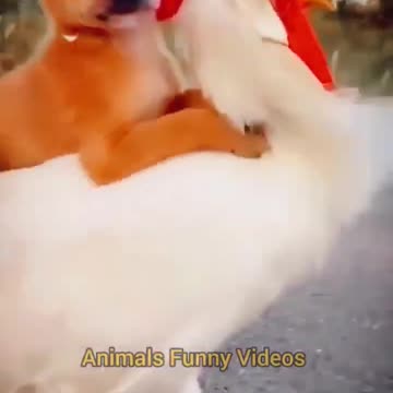 Funniest animal video, Popular Video Rooster And Dog Friendship | Cute Little Dog And Chicken