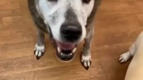 Pets reactions.