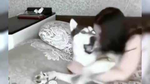 Funniest cats and dogs videos 2023 PT6