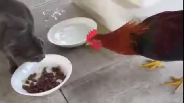 The chicken tries to steal cat's food