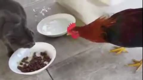 The chicken tries to steal cat's food