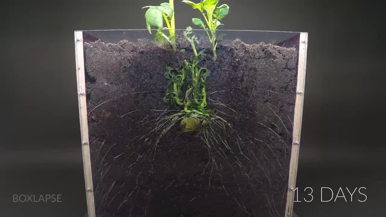Potato Growing Underground Time Lapse - 92 Days