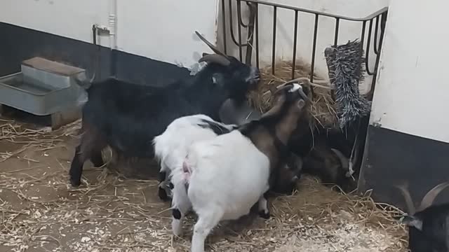 Pigmy goats fight over the food