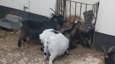 Pigmy goats fight over the food