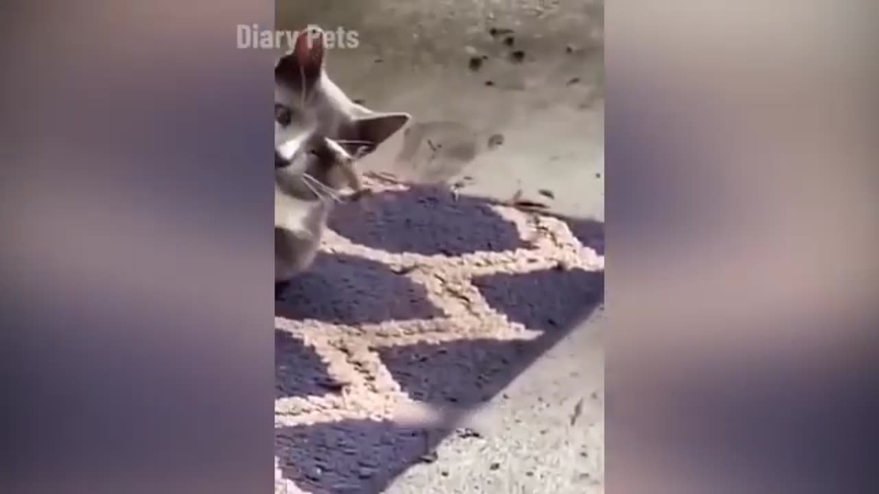 Funniest Animals 2024 🤣😅 New Funny Cats and Dogs Videos