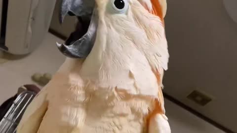 White cockatoo Sounded viral video