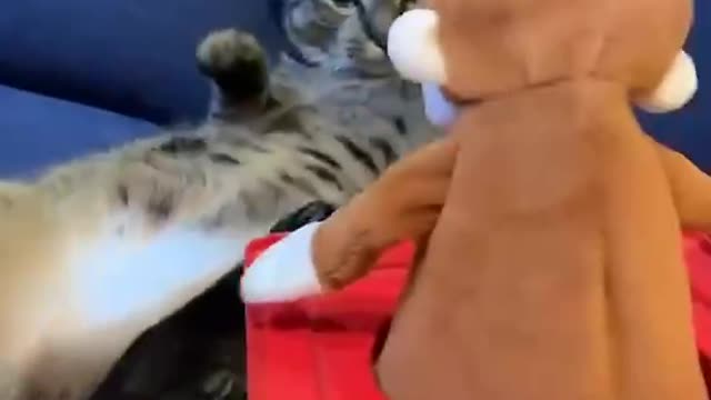 There are all kinds of animals