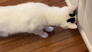 Cat Gets Startled by Cabinet Door