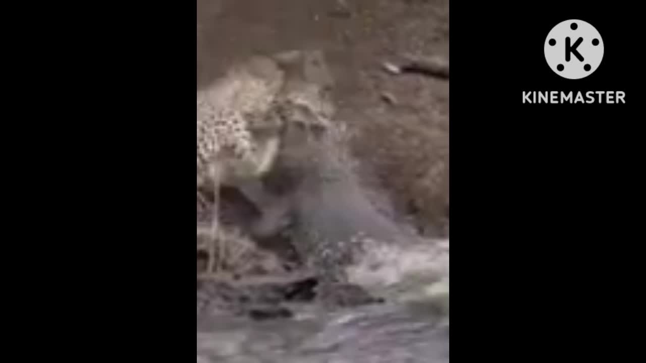 Crocodile Attack for leopard.