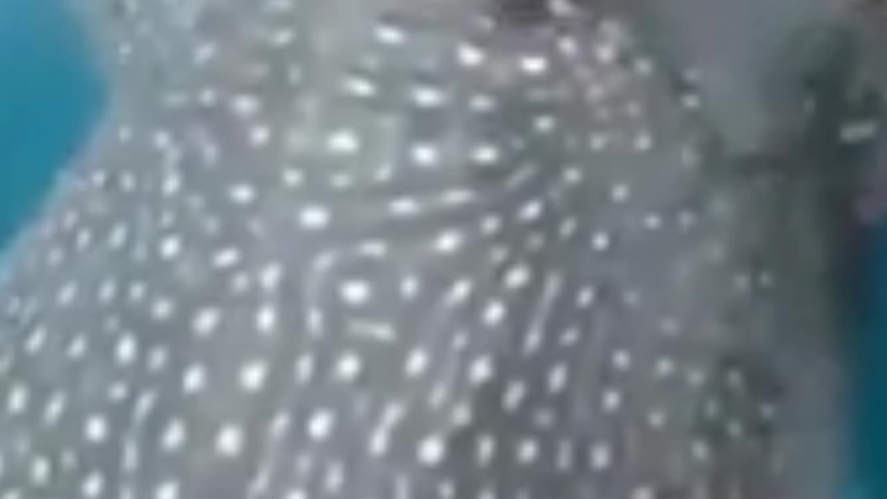 The Whale Shark Asked The Fisherman To Cut The Rope!.mp4