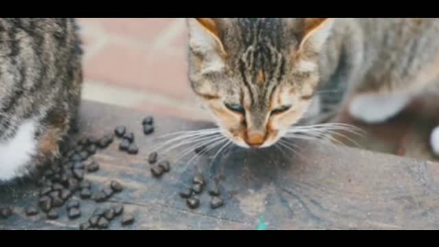 The most funny black cat most funny moment...😽😽😽😽😆😆😆😘😘😘😆😆😆😆😚😚😚😚😚