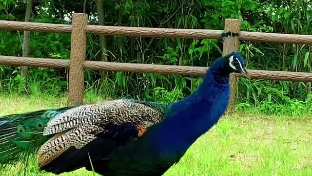 Male peacocks have beautiful plumage.