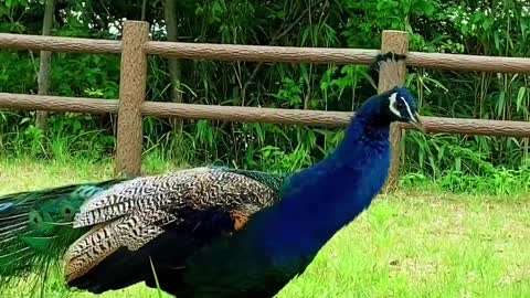 Male peacocks have beautiful plumage.