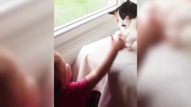 You dare the cat, the cat started to tease you.