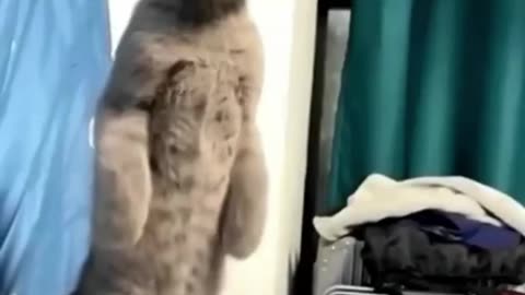 Funny Cat Love Story #shorts 🤣 #funny #comedy