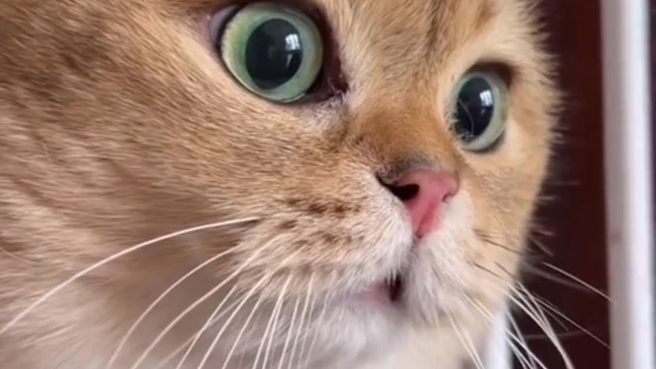 #cat