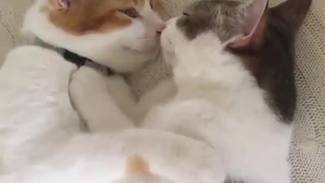 kissing kitten