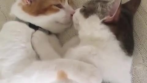 kissing kitten