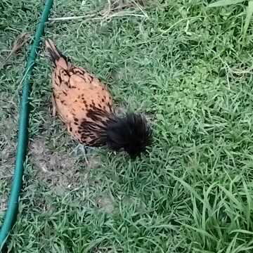 Polish hen for the win