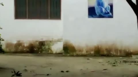 Monkeys Jumping on the Ground