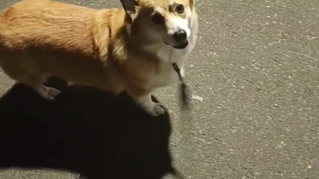 Most funny dog video I have watched