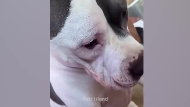 Dog is so funny!