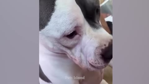 Dog is so funny!