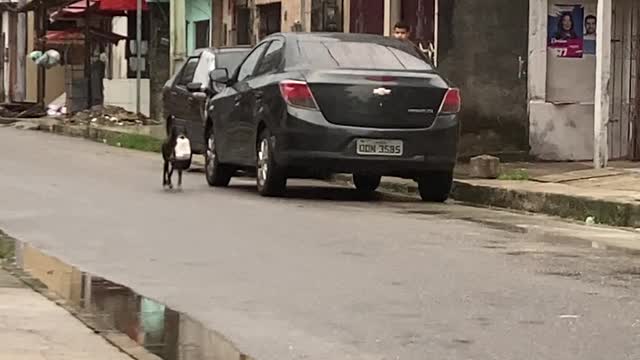 Dog Delivers Bread