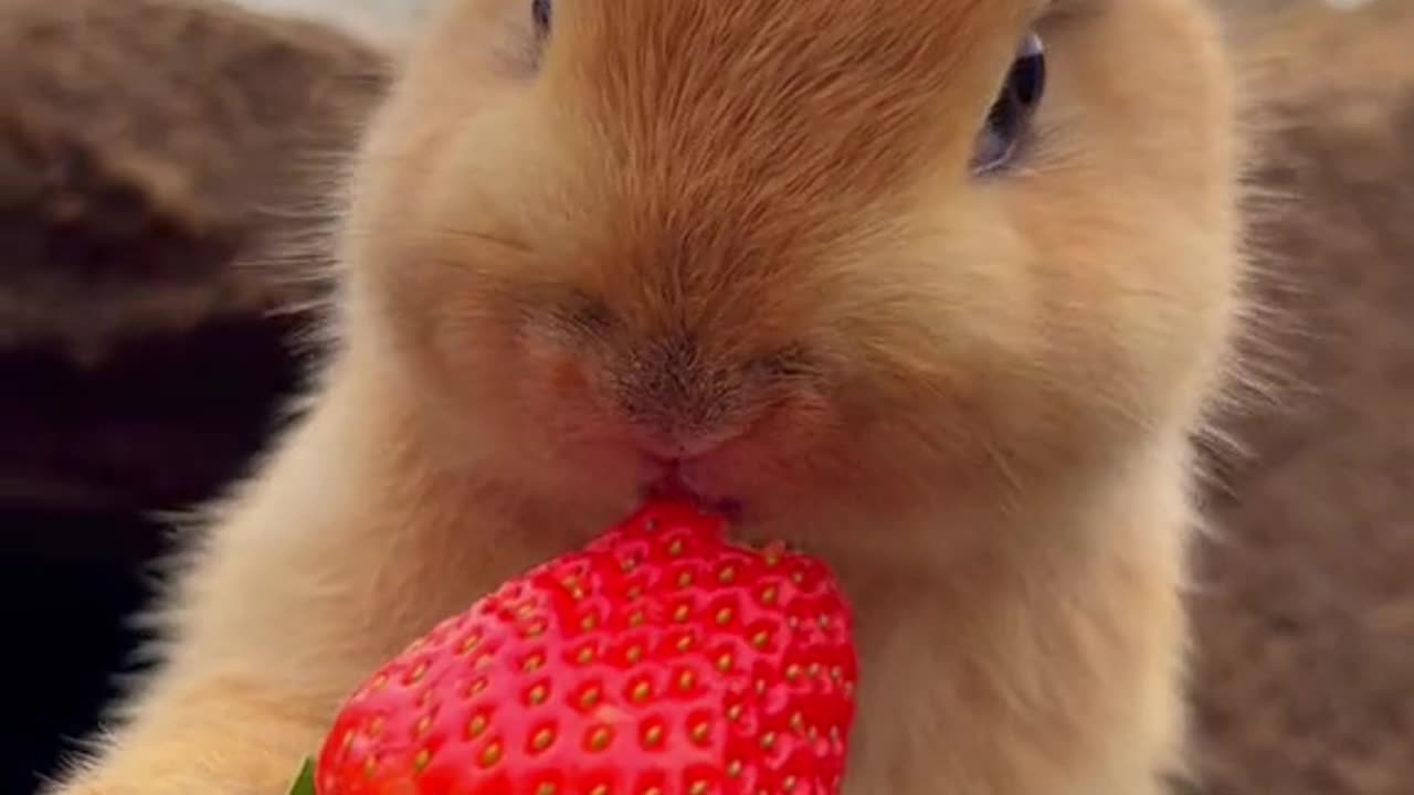 bunny eating red cookiee