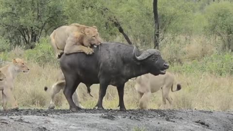 Lions and elephant 🐘🐘🐘
