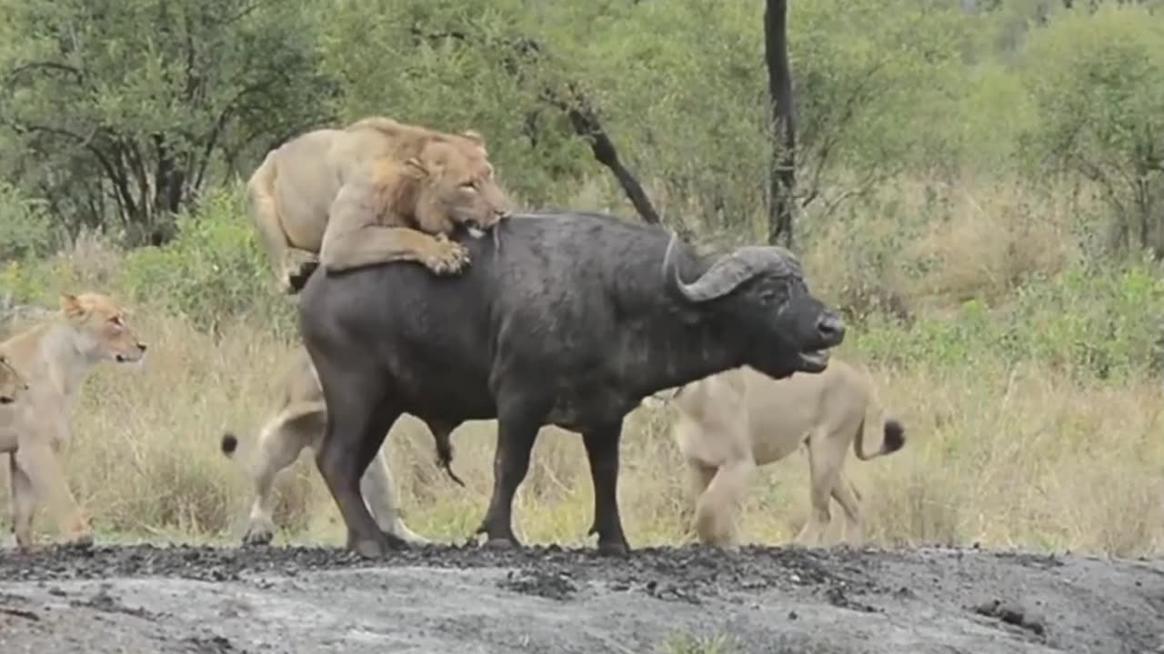 Lions and elephant 🐘🐘🐘
