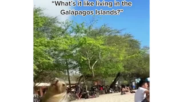 This animal is very cute and can make everyone happy when they see it