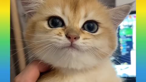 Cute and funny Cat 8