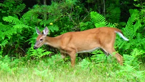 White-tailed deer