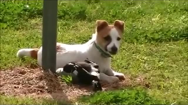 Bird Dog