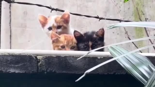 Cute Cates looking for mouse.......