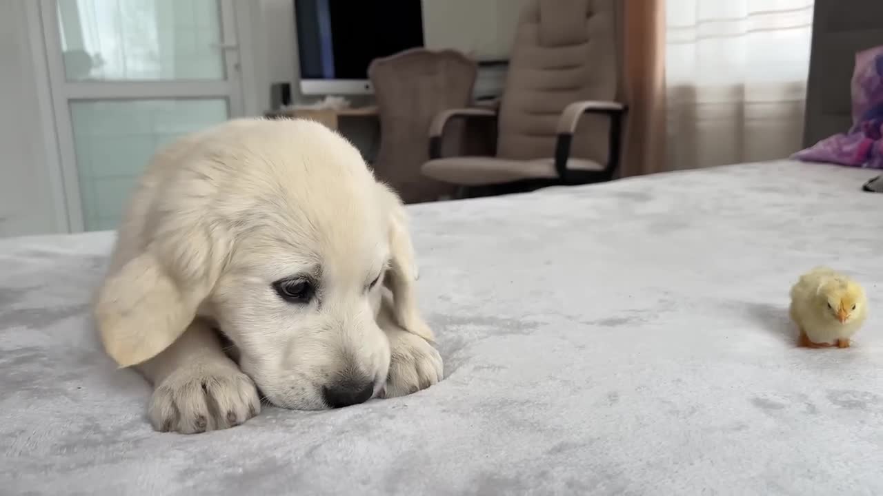 Golden Retriever Puppy Meets Tiny Chick for the First Time!