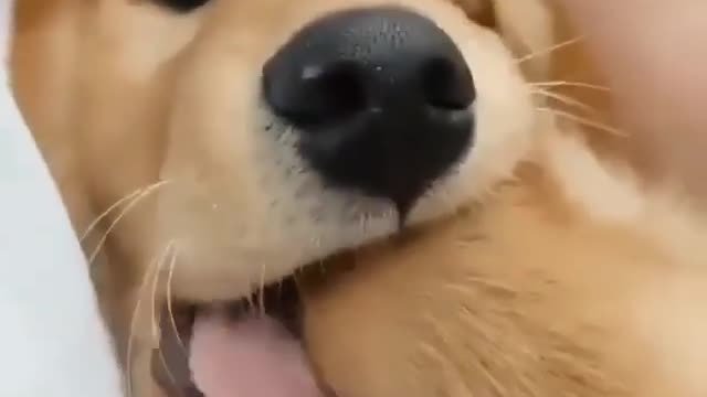Biting his paw