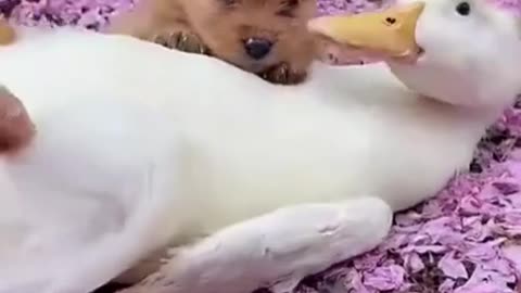 Cute Dog play