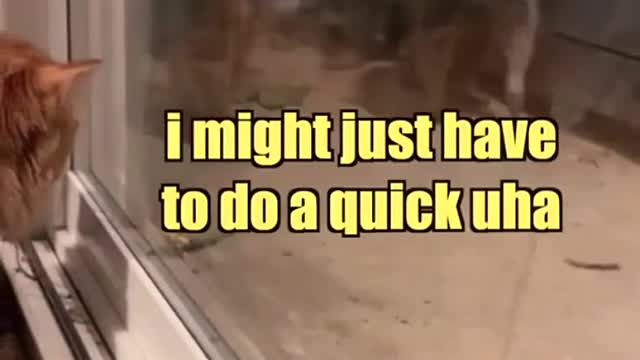 raccoon investigation