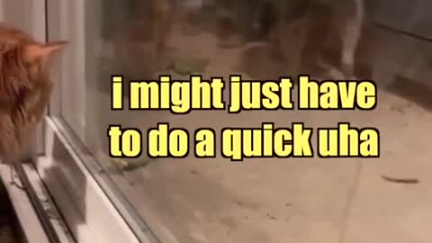 raccoon investigation