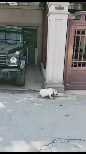 Funny Dogs, Cats and Animals Videos TRY Not to Laugh! # 98!