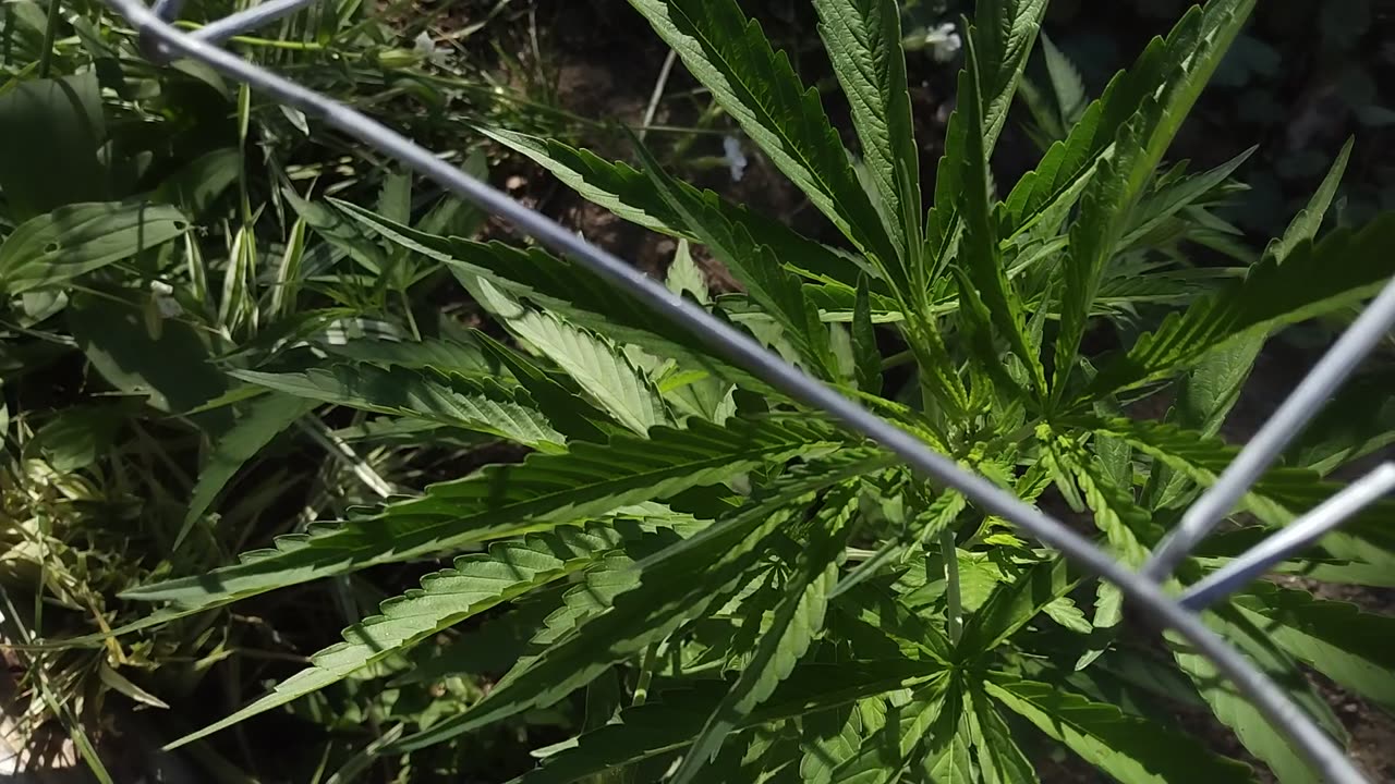 Hemp Kush [CBD].