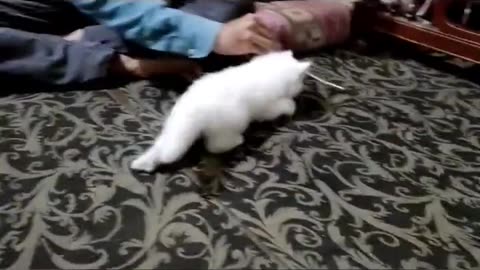 A kitten playing with his owner | Cute fluffy cat